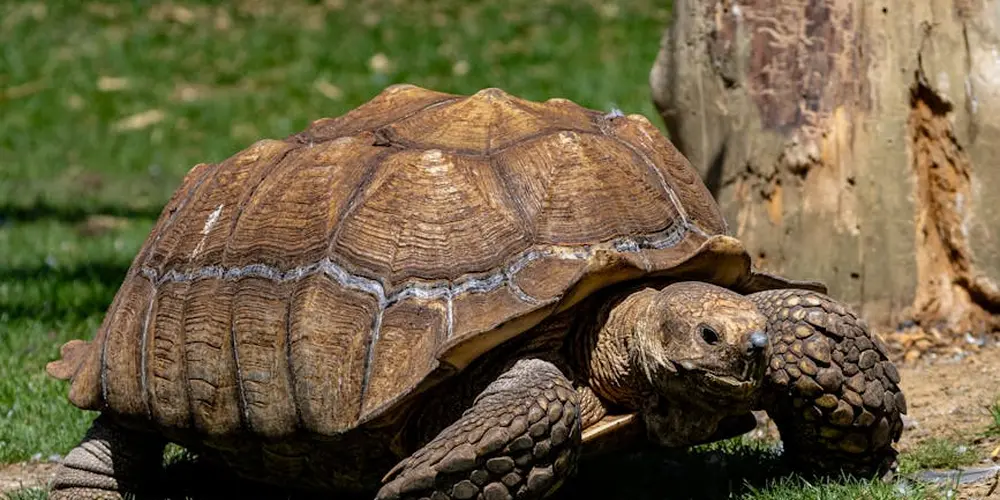 Close-up of a large tortoise with a brown, ridged shell on grass beside a tree trunk