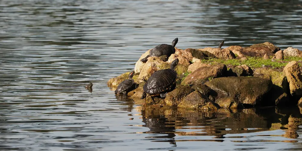 A freshwater turtle resting on sunlit rocks at the edge of a calm body of water