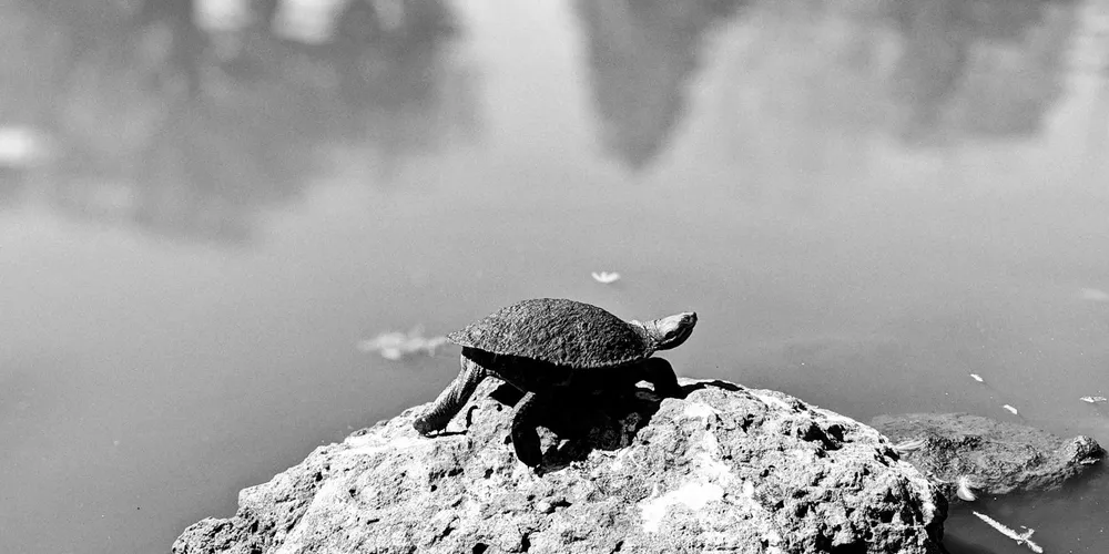 A small turtle perched on a rock at the edge of a calm pond, with reflections in the water.