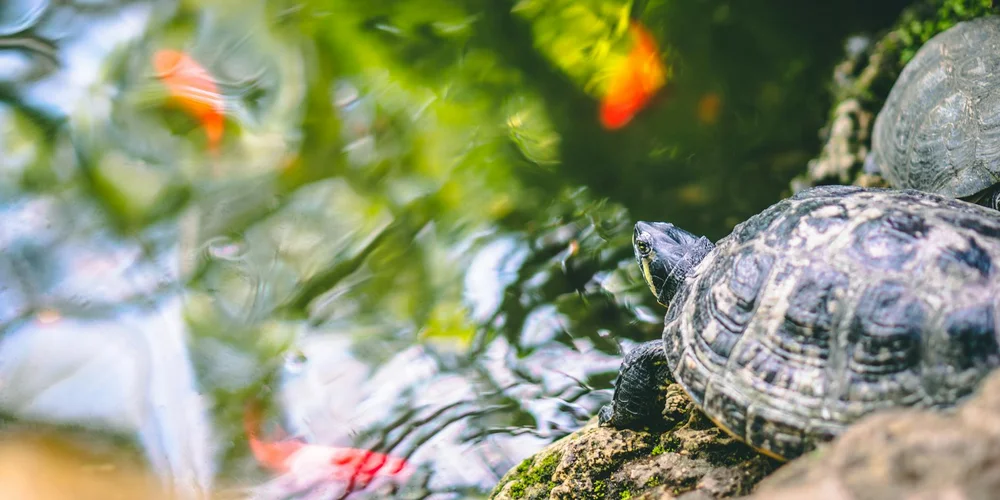 Close-up of a pet turtle by a pond, with green foliage and a few orange leaves in the background.