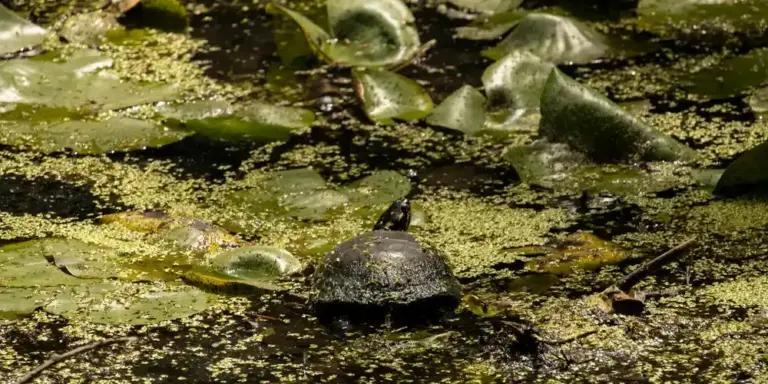 A dark-shelled turtle rests on a submerged surface in a pond, surrounded by floating lily pads and duckweed.