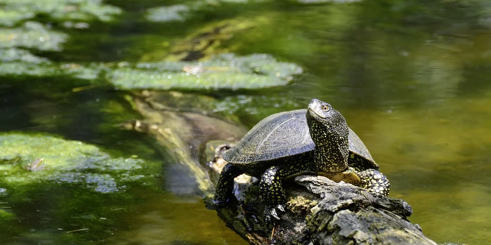 A small turtle perched on a mossy log in a pond, basking near the water