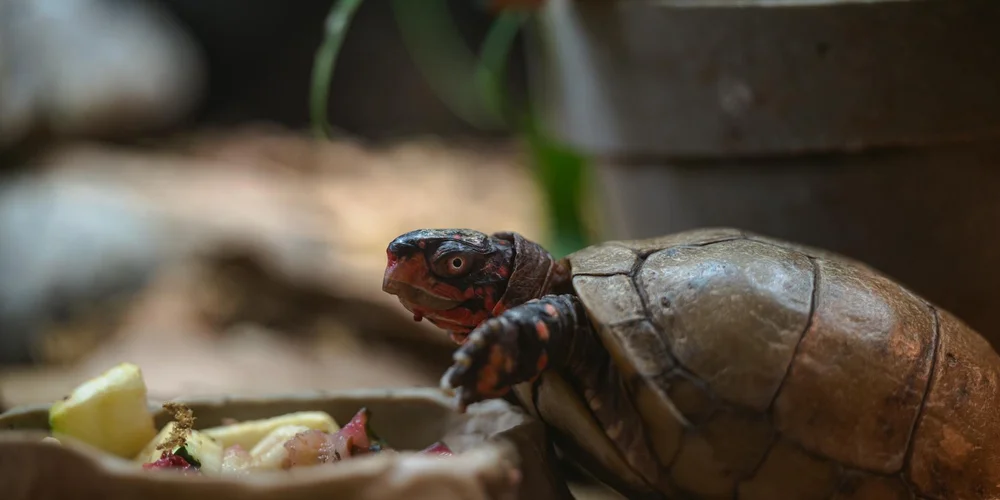 Close-up of a turtle's head near chopped vegetables on the ground, suggesting a feeding context for diet considerations.