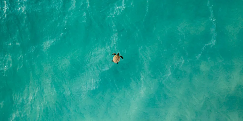 Sea turtle swimming in turquoise ocean waters, viewed from above