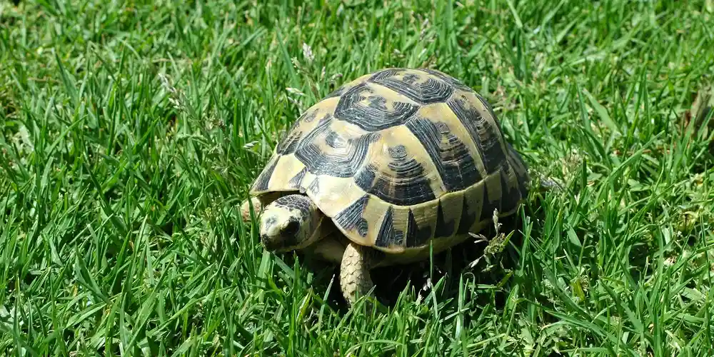 A turtle walking through a lush, green grassy garden