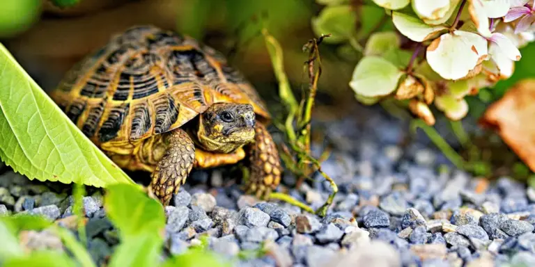 A small turtle exploring a pebble-filled garden border with leafy greens and flowering plants.