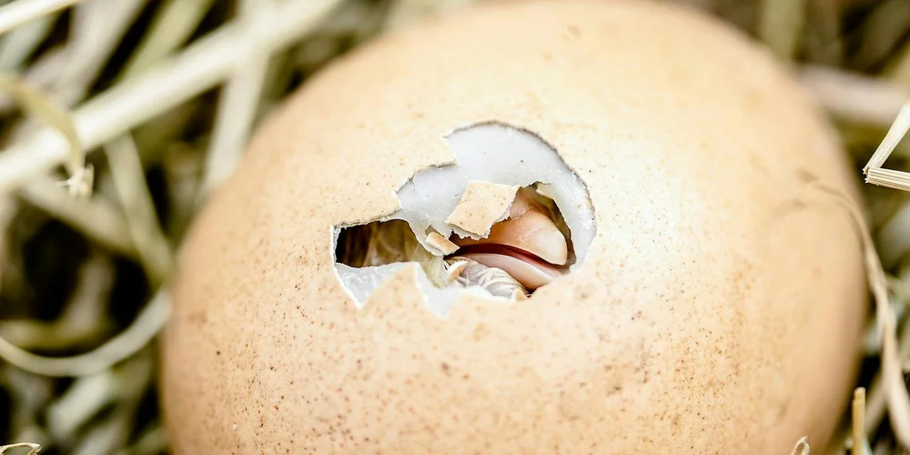 Close-up of a turtle egg with a hatchling peeking through a crack, nestled among straw.