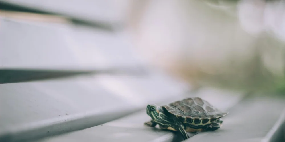 How to Find an Emergency Reptile Veterinarian