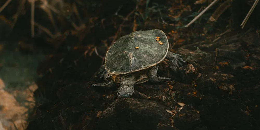 A small turtle on a dark, mossy rock surface, moving slowly in low light.