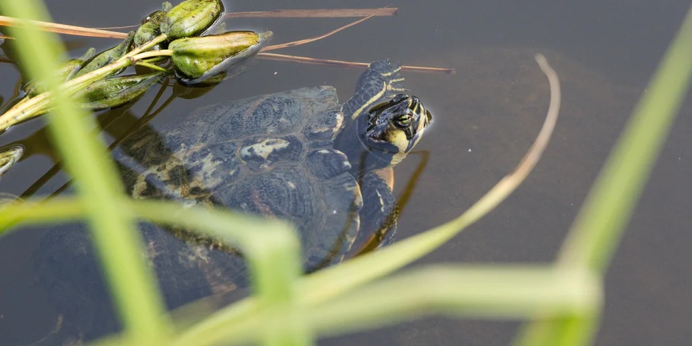 Close-up of a turtle partially submerged in water among aquatic plants, illustrating a humidity-rich area within a terrarium.