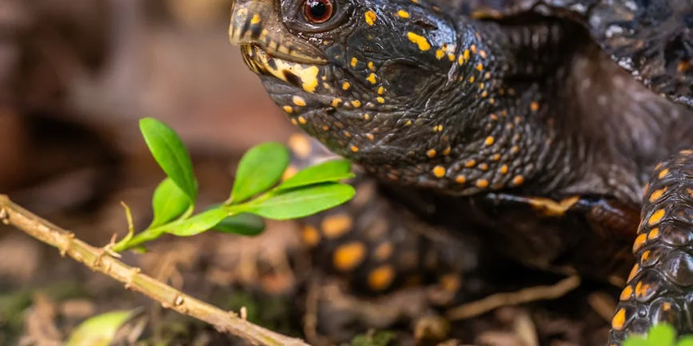 Close-up of a dark turtle with yellow spots examining a bright green leafy sprig in its enclosure