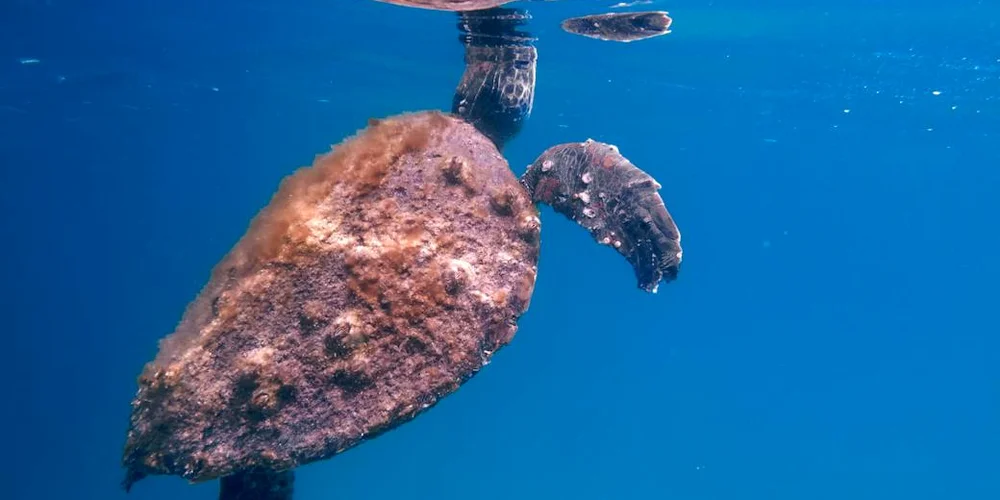 Underwater view of a sea turtle with a weathered shell swimming in clear blue water.