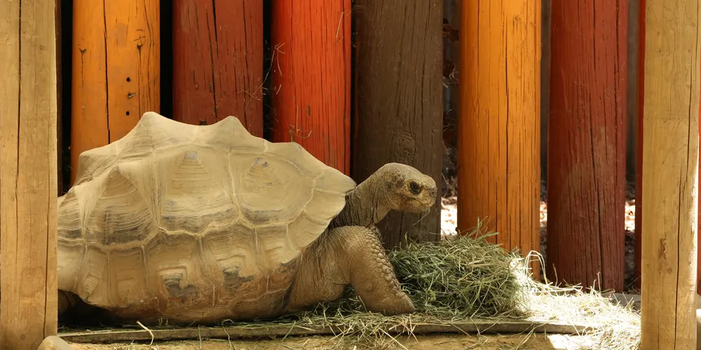 A turtle inside a wooden enclosure with hay on the floor and vertical slats in the background