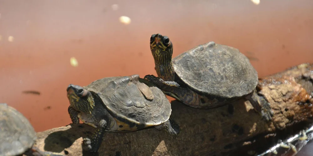 Two juvenile turtles perched on a log by a calm, muddy pond, highlighting their armored shells and limb arrangement.