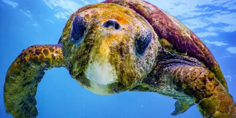 Underwater close-up of a sea turtle approaching the camera, displaying its rounded shell and paddle-like flippers with a blue ocean backdrop.