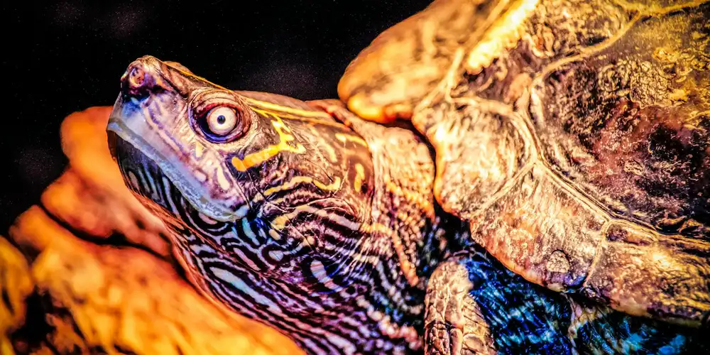 Close-up of a turtle's head with intricate yellow markings and a textured shell under warm lighting.