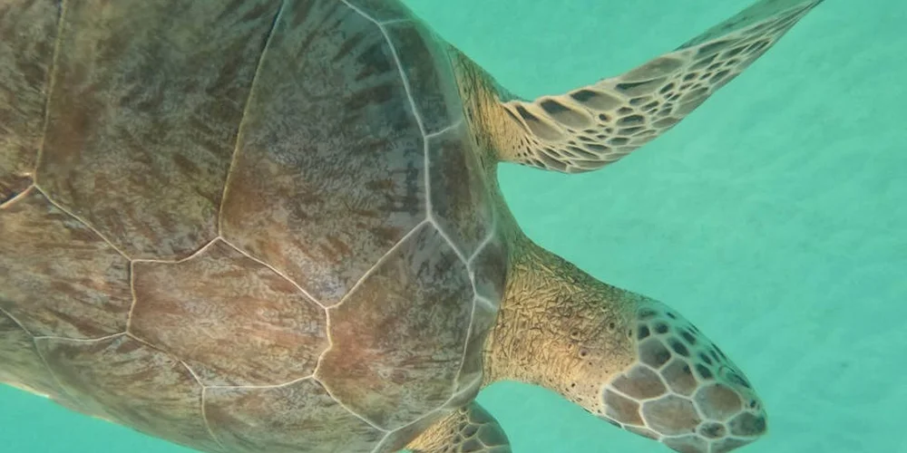 A sea turtle swims underwater, showing its shell and flippers, illustrating evolutionary adaptations relevant to modern pet turtle care.
