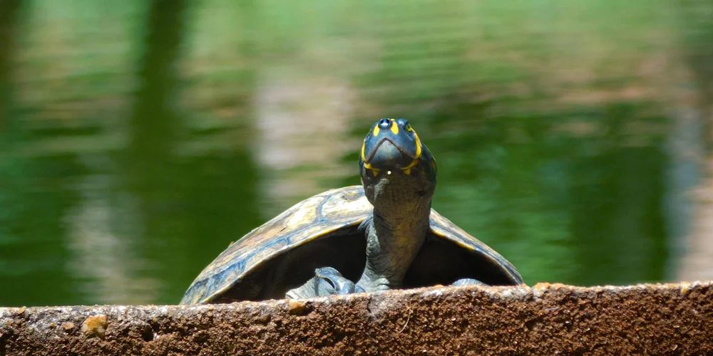 Close-up of a pond turtle's head peeking over a ledge with a clear view of its eye and a blurred green water background.