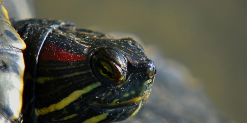 Close-up of a turtle's eye, showing the pupil and surrounding textured skin with yellow markings.