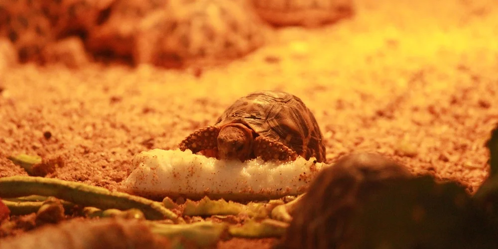 Small turtle on a sandy substrate with a slice of bread nearby