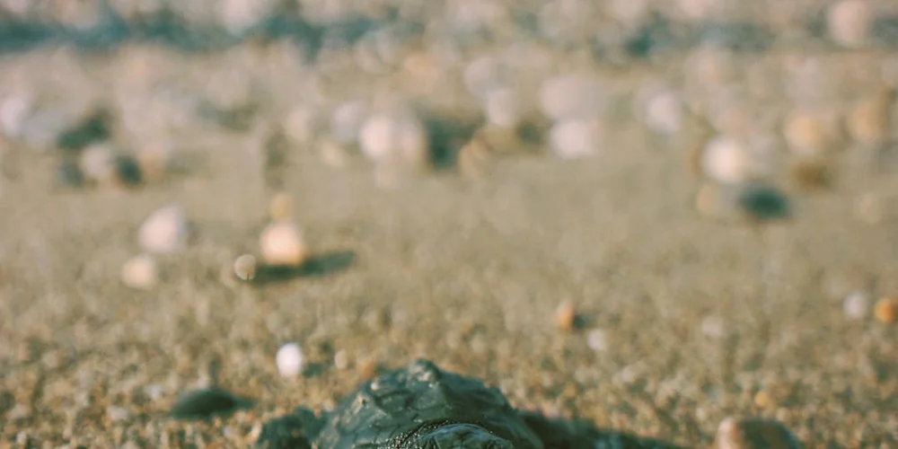 Small newborn turtle on a sandy surface, illustrating feeding and hydration care for the first day.