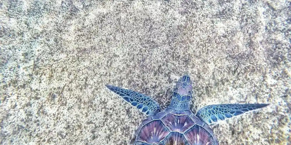Close-up of a patterned turtle resting on a rocky surface, illustrating turtle care.