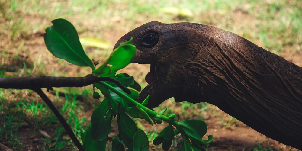 Softshell turtle reaching for fresh green leaves outdoors.
