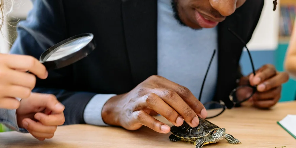 A researcher examines a small turtle on a wooden table with a magnifying glass.