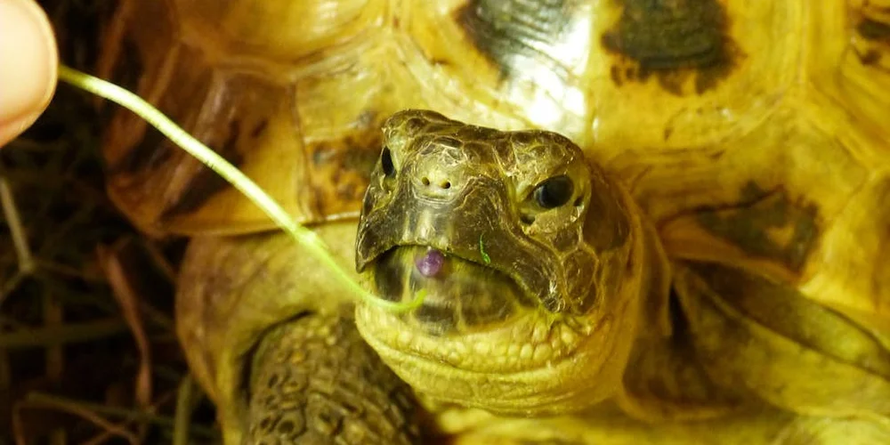 Close-up of a turtle's head with a human finger nearby, illustrating careful observation as dietary fiber needs vary by species and age.