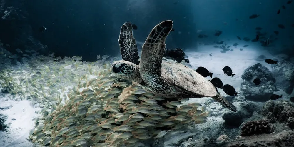 Sea turtle gliding underwater among a school of small fish in a clear blue ocean.