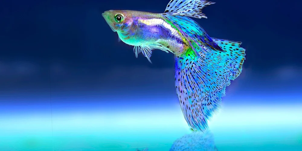 Bright blue and green tropical fish swimming in an aquarium