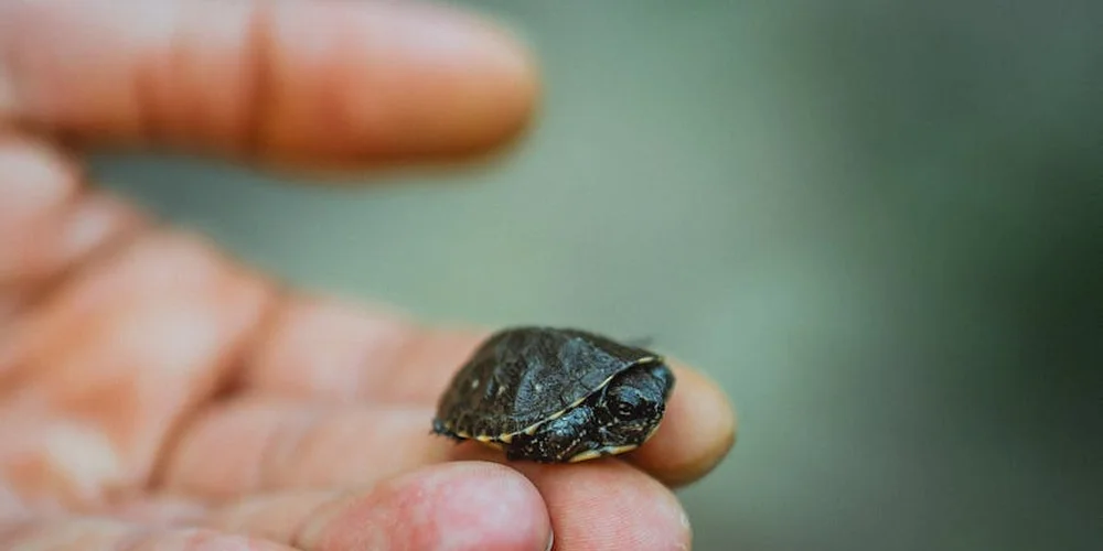 Close-up of a small pet turtle perched on a human finger with a blurred background