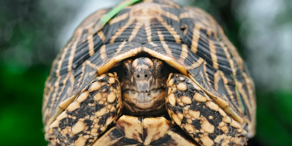 Close-up of a small ornate turtle peering at the camera, showing a patterned shell with orange-brown markings.