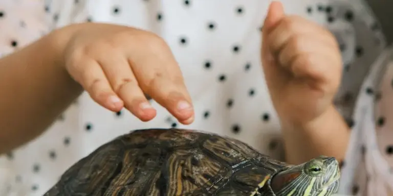 Close-up of a small turtle with a person's hands hovering near its shell, illustrating calm handling before a vet visit.