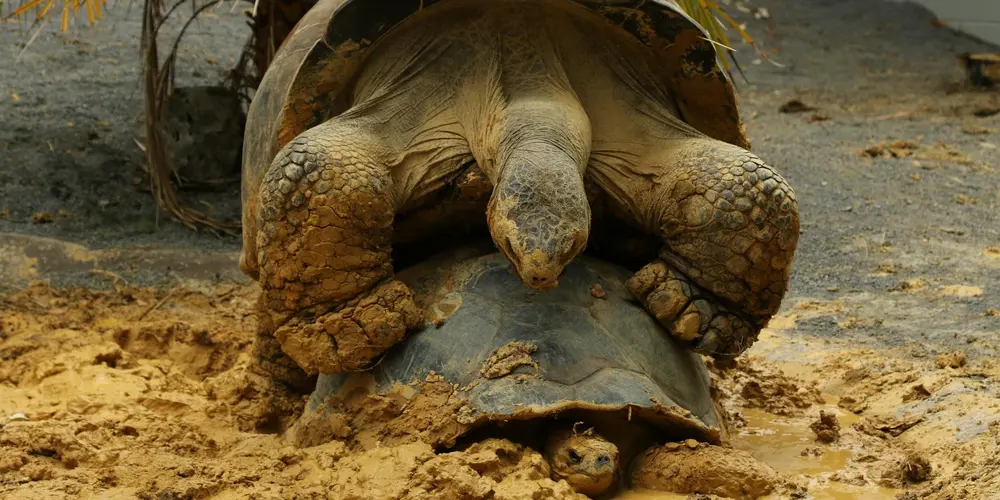 A turtle on sandy ground with its head and limbs stretched forward, appearing distressed.