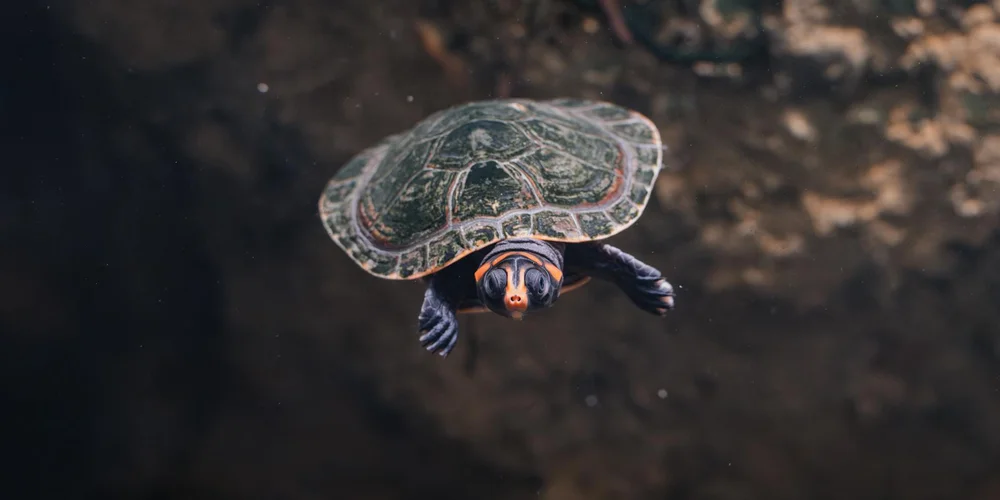 Front-facing view of a turtle swimming underwater, displaying a patterned shell and outstretched flippers
