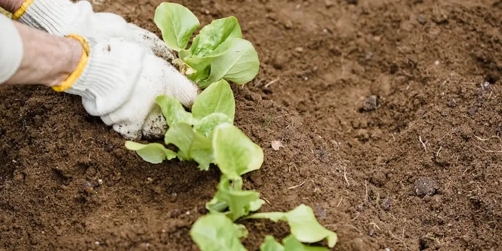 A gloved hand planting a leafy green seedling into bare soil in a garden bed, illustrating safe plant choices for turtle food.