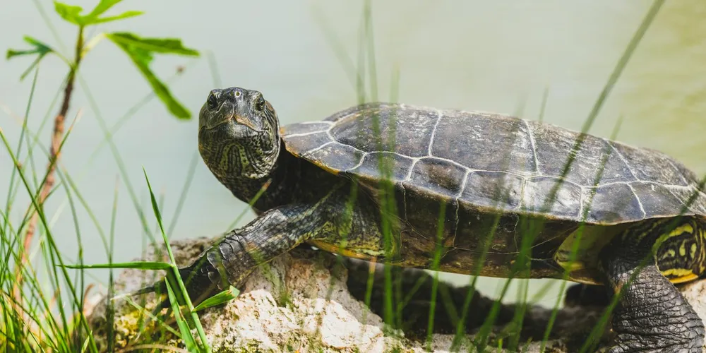A turtle perched on a rock among blades of grass, appearing ready to nibble greens.