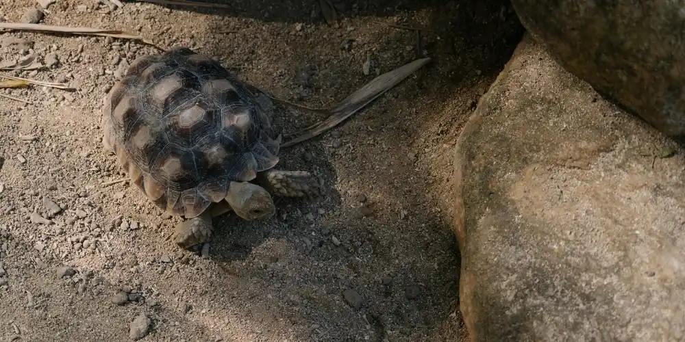 Small turtle on dusty ground beside a rock
