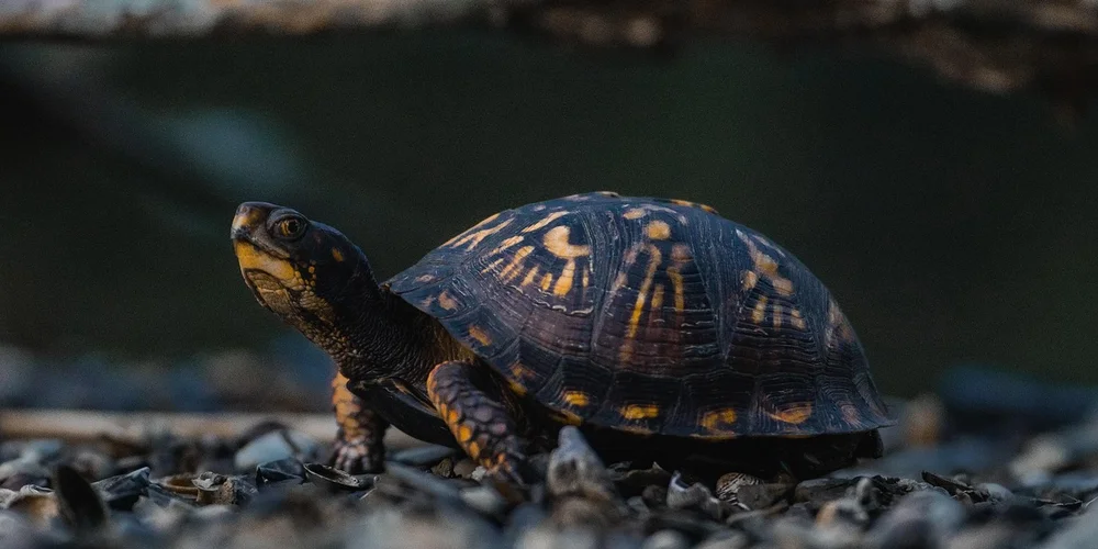 A small painted turtle with dark shell and yellow markings resting on pebbles beside a calm body of water.