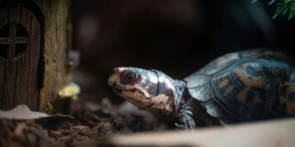 Close-up of a young turtle inside a dim terrarium, resting near a small wooden shelter with soil and leaves around.