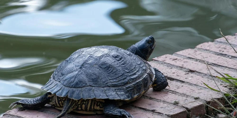 A turtle basking on a brick edge beside calm green water.
