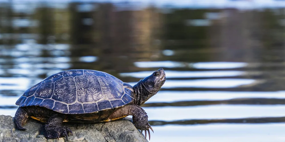 Freshwater turtle perched on a rock beside a calm pond with rippling water in the background