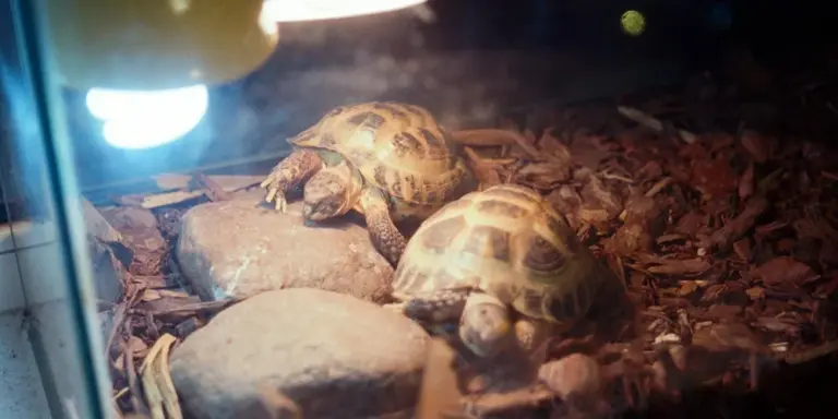 Two juvenile turtles inside a glass terrarium with a heat lamp, resting on brown substrate.