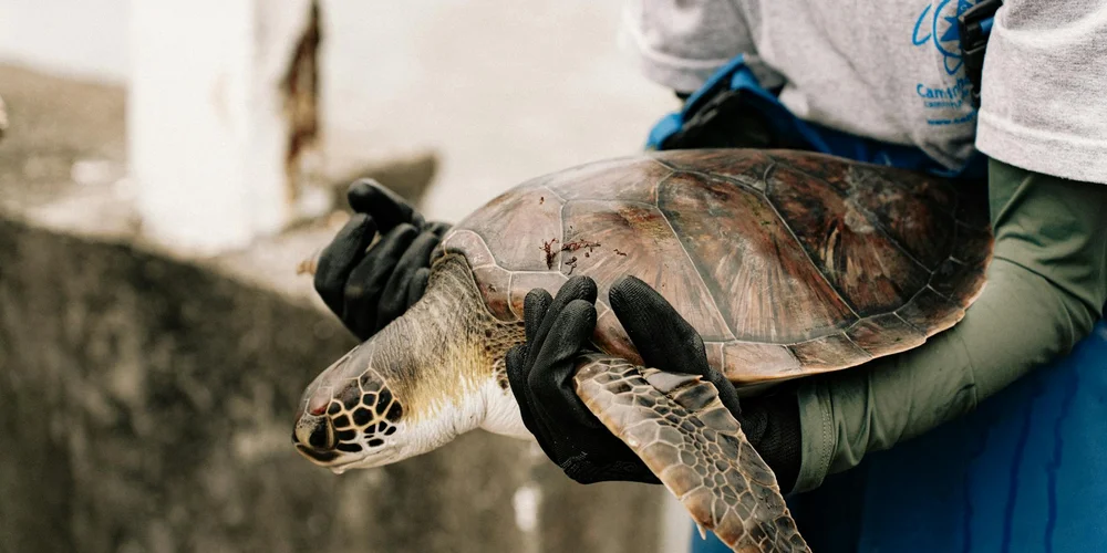 Close-up of a sea turtle being held by gloved hands during rehabilitation, with a person wearing protective sleeves.