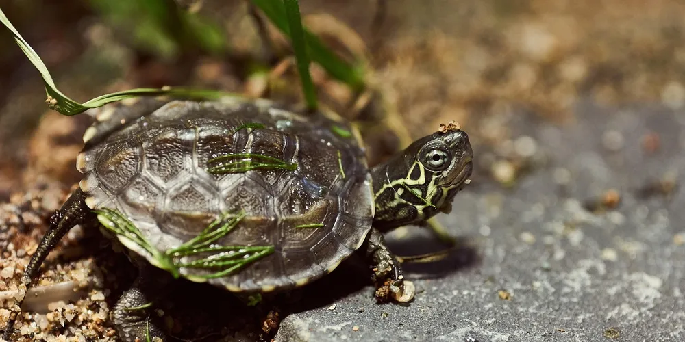A small turtle with a dark patterned shell and bright yellow markings on its head, standing on a rocky path.