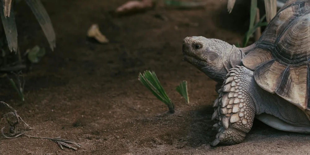 Close-up of a turtle in its enclosure with soil substrate and a few green aquatic plants.