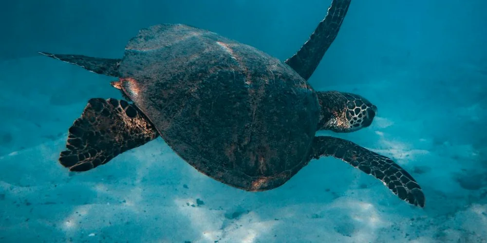 Underwater view of a sea turtle swimming with outstretched flippers in clear blue water.