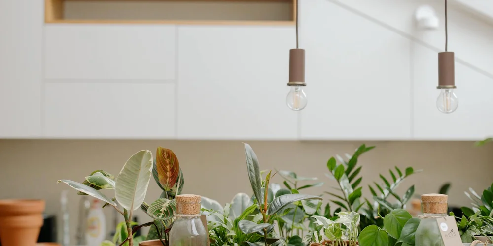Assorted green tropical plants in small glass jars with cork stoppers, arranged on a tray in a bright, modern kitchen setting.