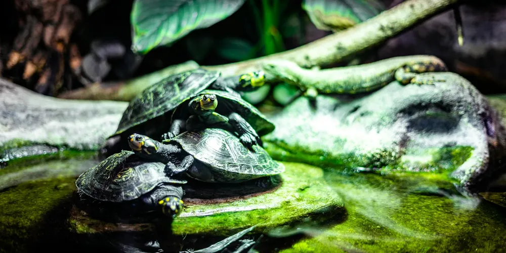 Two juvenile turtles perched on a moss-covered rock inside a humid terrarium